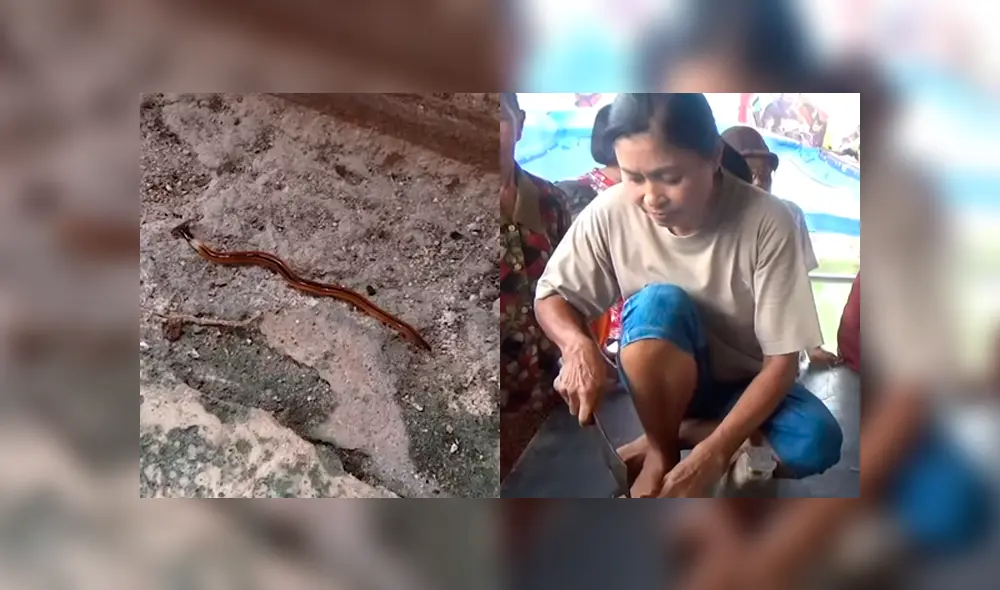 Un video viral de YouTube muestra el extraño aspecto de de un gusano martillo que fue hallado dentro de una vivienda en Tailandia. Un video viral de YouTube muestra el extraño aspecto de de un gusano martillo que fue hallado dentro de una vivienda en Tailandia.