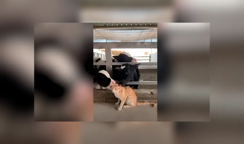 Desliza las imágenes hacia la izquierda para apreciar el amoroso momento entre un gato junto a un rebaño. Foto: Caters Clips. Desliza las imágenes hacia la izquierda para apreciar el amoroso momento entre un gato junto a un rebaño. Foto: Caters Clips.