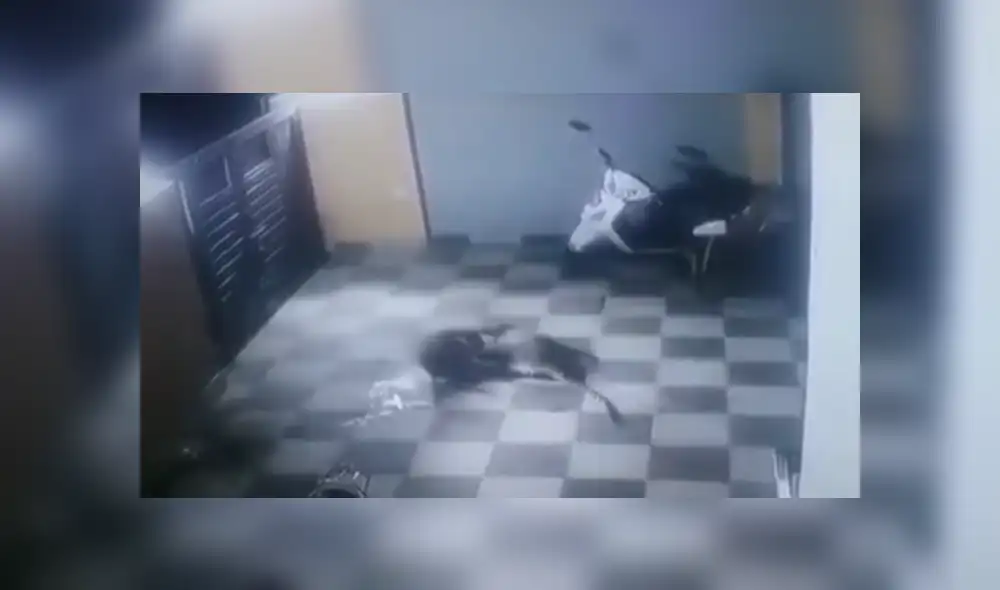 A través de YouTube se hizo viral el momento en que un furioso leopardo ataca ferozmente a un perro. A través de YouTube se hizo viral el momento en que un furioso leopardo ataca ferozmente a un perro.