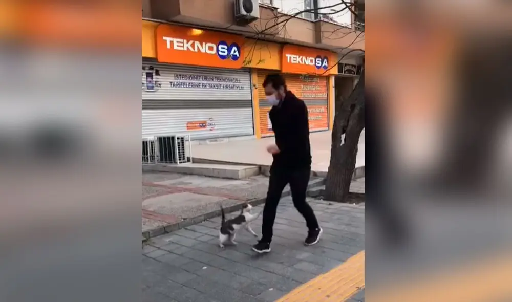 Desliza las imágenes para descubrir la curiosa acción de un gato cuando las personas pasan por su lado. Foto: captura de TikTok