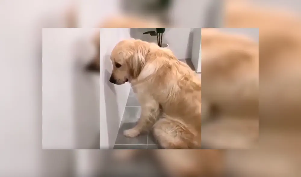 En Facebook, un perro tuvo inesperada reacción cuando su dueño descubrió su terrible travesura. En Facebook, un perro tuvo inesperada reacción cuando su dueño descubrió su terrible travesura.