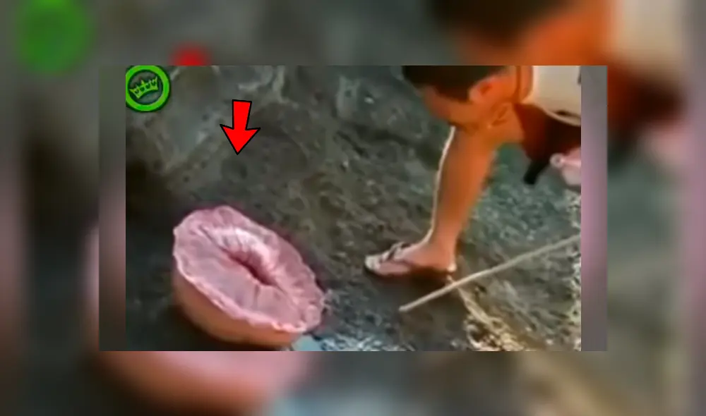 Bañistas descubren misteriosa criatura marina, la examinan y sucede lo inesperado Bañistas descubren misteriosa criatura marina, la examinan y sucede lo inesperado