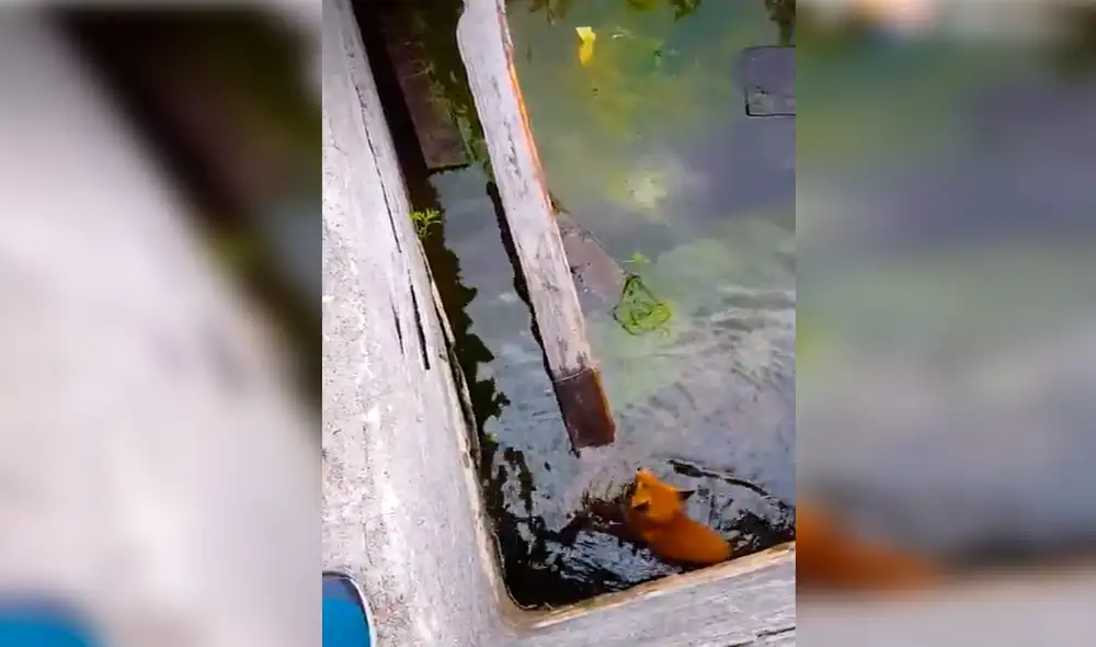 El video viral publicado en YouTube ha conmovido a miles de usuarios en redes sociales. Foto: captura de YouTube