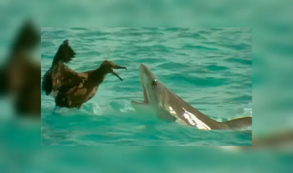 Feroz tiburón lucha a muerte contra enorme ave para devorarla y batalla tiene inesperado final [VIDEO]