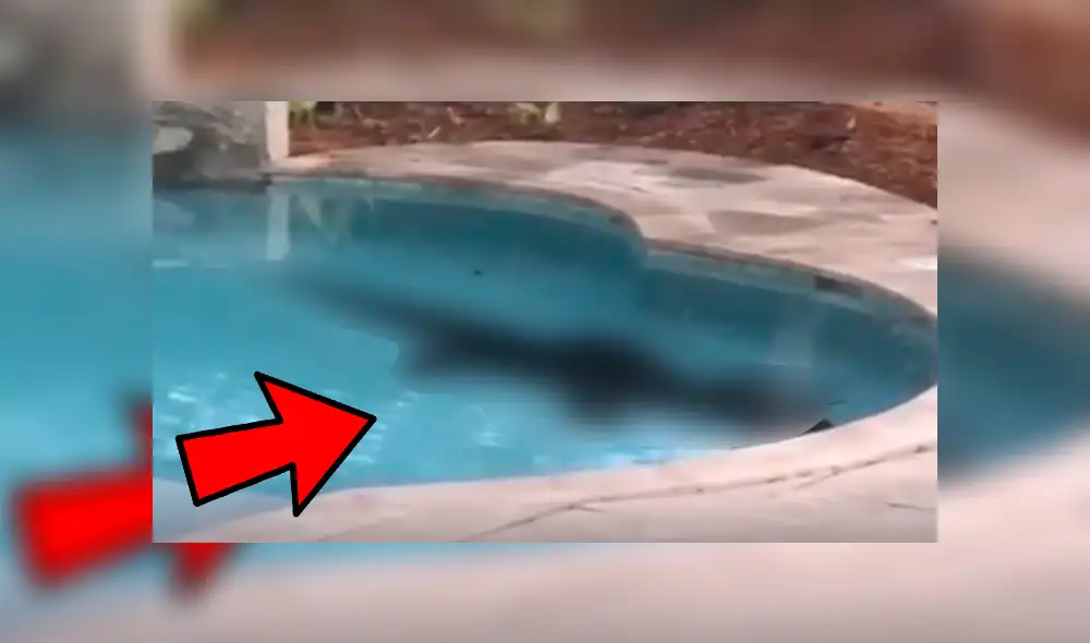 Youtube viral: Familia elimina extraña criatura que apareció en su piscina [VIDEO]