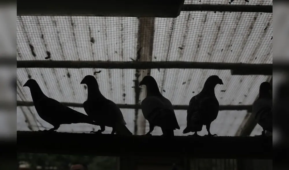 Quietas y vivas. A las aves afectadas se les llama “zombies” o “palomas zombies” al compararlas con los legendarios “muertos vivos”. Foto: La República