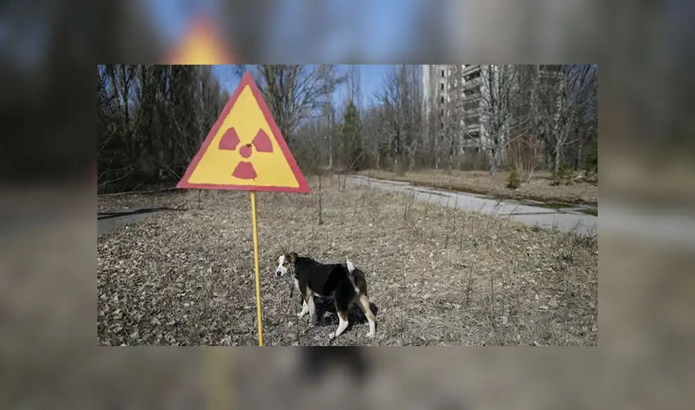 La vida florece en Chernobyl a pesar de ecosistema radiactivo [FOTOS]