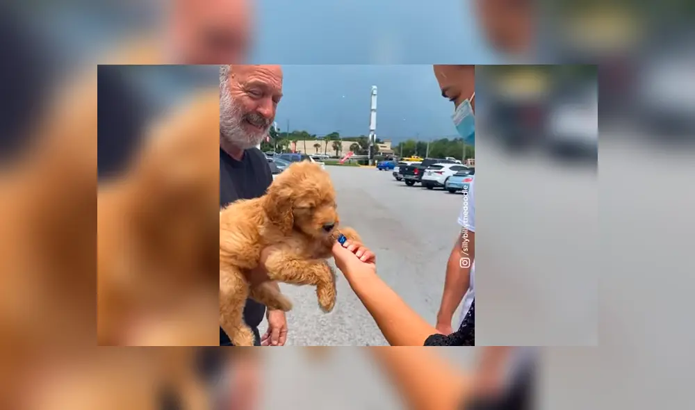 El regalo fue un goldendoodle, una raza creada a partir del cruce de un Golden retriever y un Caniche. Foto: sillybillythedoodle / Instagram El regalo fue un goldendoodle, una raza creada a partir del cruce de un Golden retriever y un Caniche. Foto: sillybillythedoodle / Instagram
