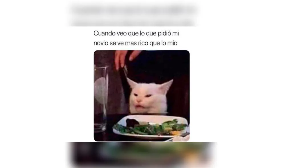 Los memes por el Día Internacional del Gato. Los memes por el Día Internacional del Gato.