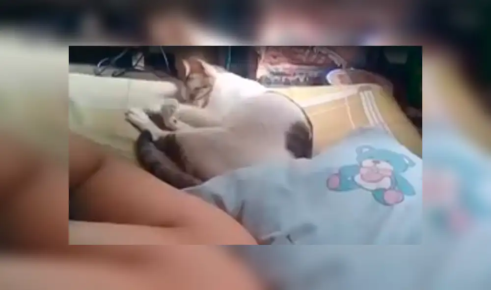 Facebook: joven desafinado le canta a su gato para que no duerma y este reacciona de forma inesperada [VIDEO]