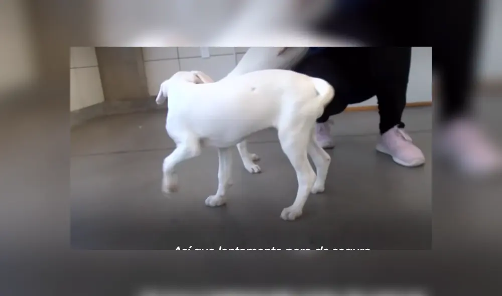 Los perros estuvieron en un refugio por varias semanas hasta que una familia los adoptó. Foto: YouTube Los perros estuvieron en un refugio por varias semanas hasta que una familia los adoptó. Foto: YouTube
