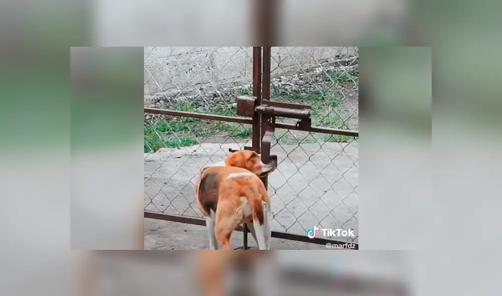 Desliza la imagen para conocer su identidad. Foto: marfdz/TikTok