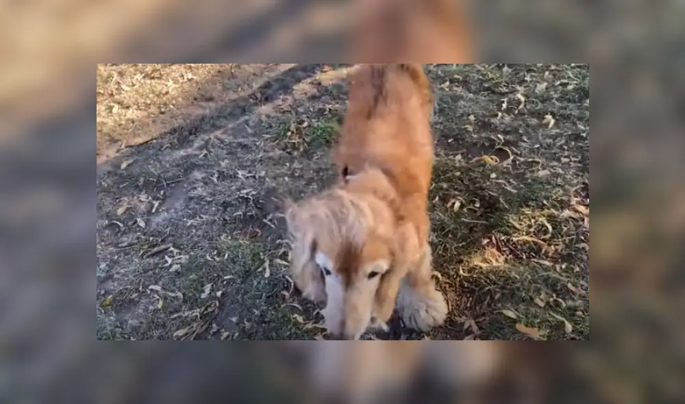Desliza hacia la izquierda para ver más del video viral. Fotocaptura: YouTube