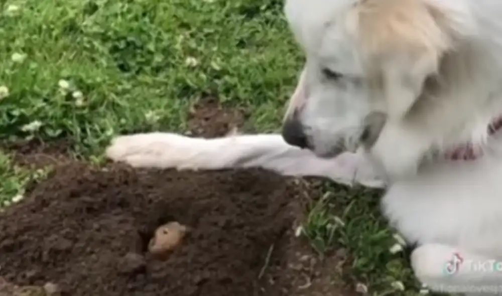Desliza hacia la izquierda para ver las imágenes del video viral. Foto: Captura de Facebook. Desliza hacia la izquierda para ver las imágenes del video viral. Foto: Captura de Facebook.