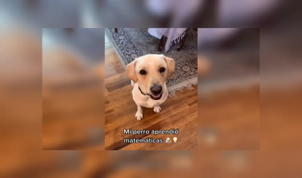 Desliza las imágenes para ver el curioso comportamiento de este can al resolver sumas matemáticas. (Foto: captura / TikTok / @beatrizvernon)