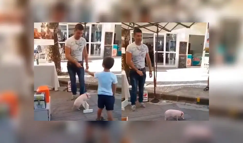 Adorable cerdo bebé realiza trucos en la calle Adorable cerdo bebé realiza trucos en la calle