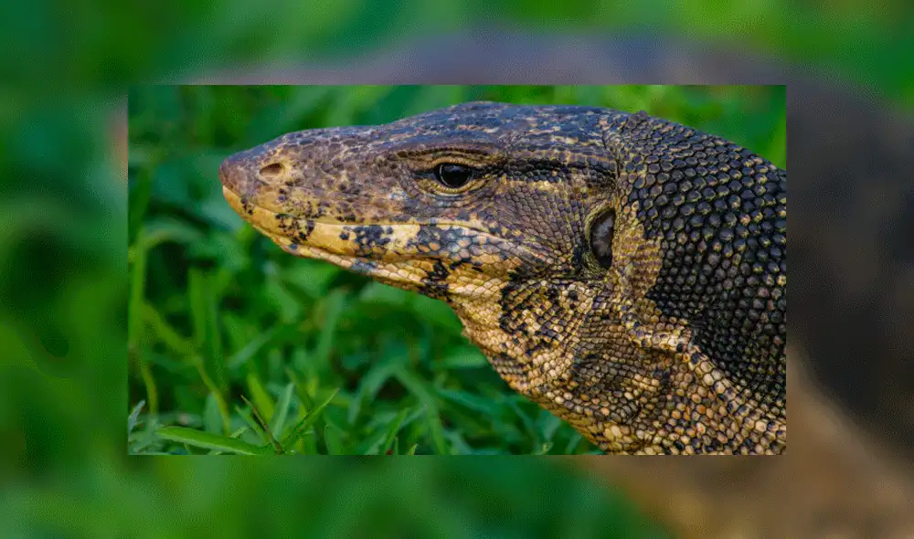 El cadáver presentaba mordidas producidas por lagartos monitor, según la policía. Fuente: foto referencial.