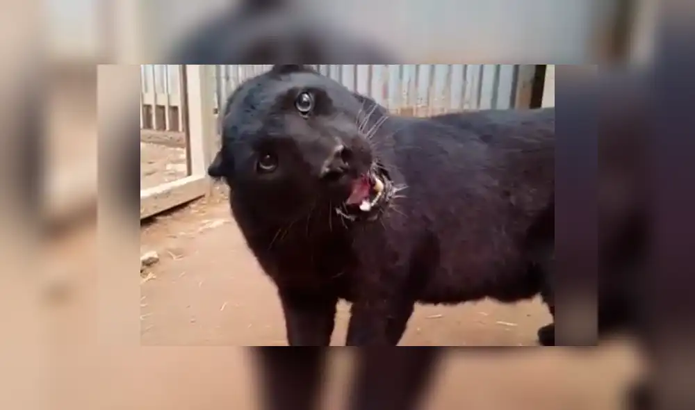 Turista se topa con voraz pantera y se acerca demasiado al animal. Turista se topa con voraz pantera y se acerca demasiado al animal.