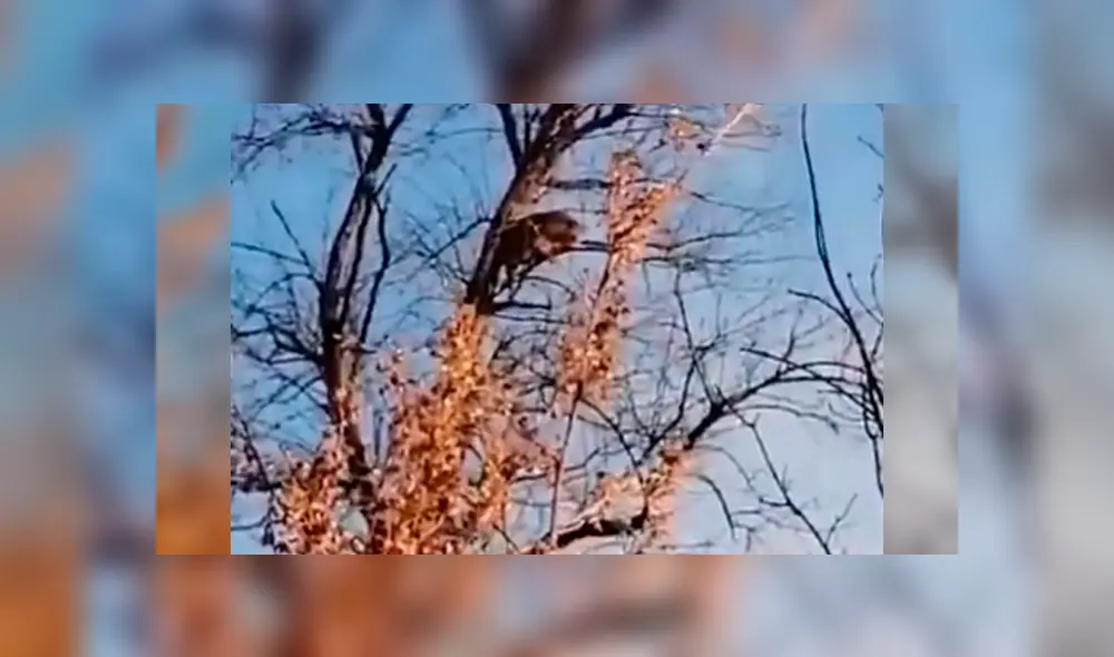 Desliza la imagen para ver más del video viral