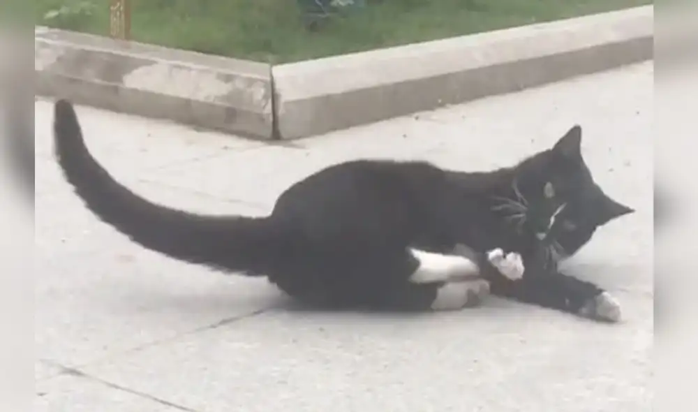 Desliza las imágenes para ver más detalles sobre esta inusual escena protagonizada por un gato y un ratón. Foto: captura de YouTube