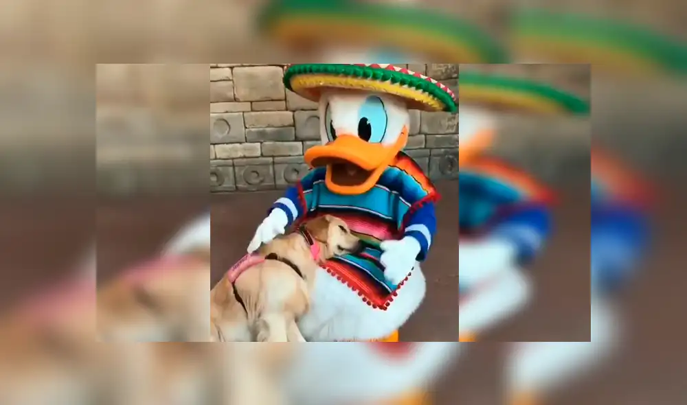 En YouTube, un perro acudió con su familia a un centro de diversiones de Disney y se encontró con el ‘Pato Donald’. En YouTube, un perro acudió con su familia a un centro de diversiones de Disney y se encontró con el ‘Pato Donald’.
