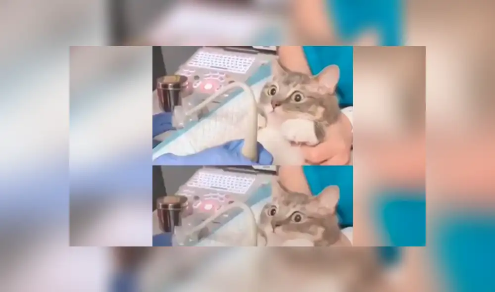 YouTube viral: Gata mira ultrasonido de su cría y sorprende su reacción al verlas [VIDEO]