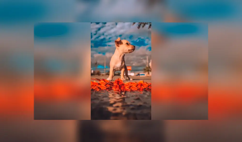 Desliza las imágenes para conocer el resultado final de la improvisada sesión que realizó un joven con su perro. Foto: Captura. Desliza las imágenes para conocer el resultado final de la improvisada sesión que realizó un joven con su perro. Foto: Captura.