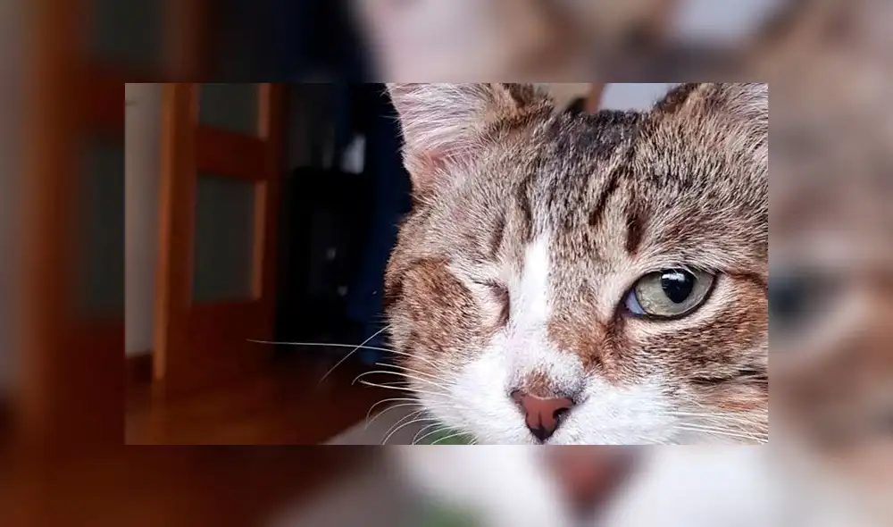 Gato sobrevivió a 17 disparos y ahora vive como un rey [VIDEO]