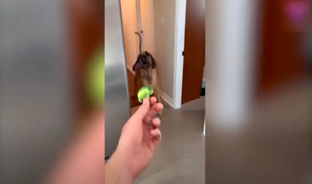 Desliza las imágenes para conocer a Brewski, el gran danés de 88 kilos que le teme hasta a un calcetín. Foto: TikTok