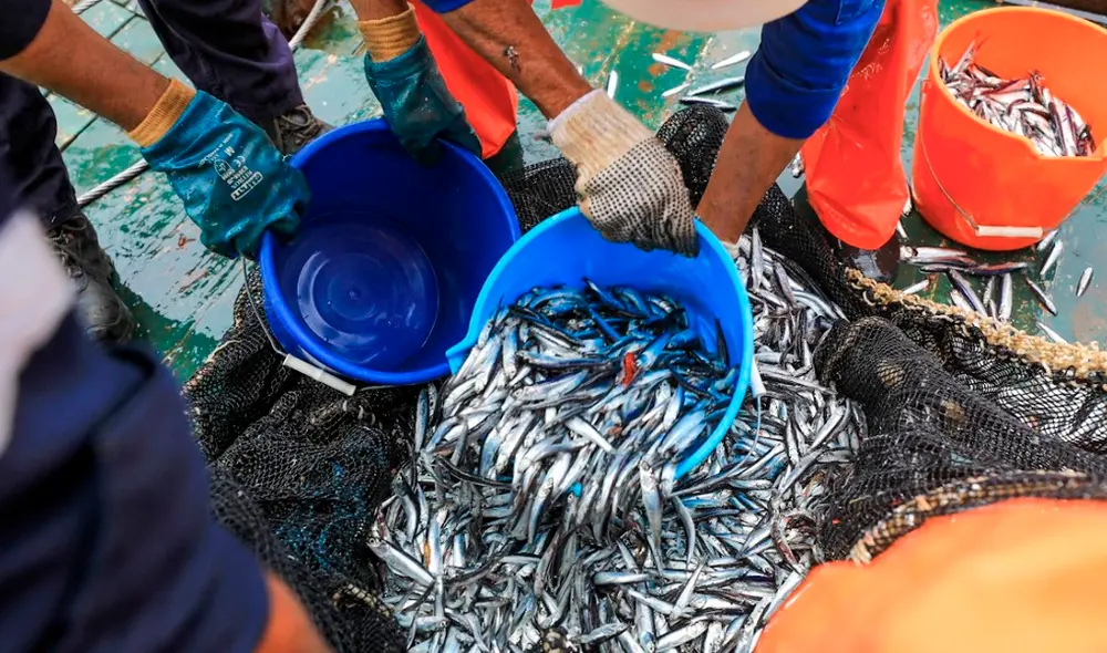 Pesca de anchoveta en una embarcación de IMARPE para su respectiva evaluación. Pesca de anchoveta en una embarcación de IMARPE para su respectiva evaluación.
