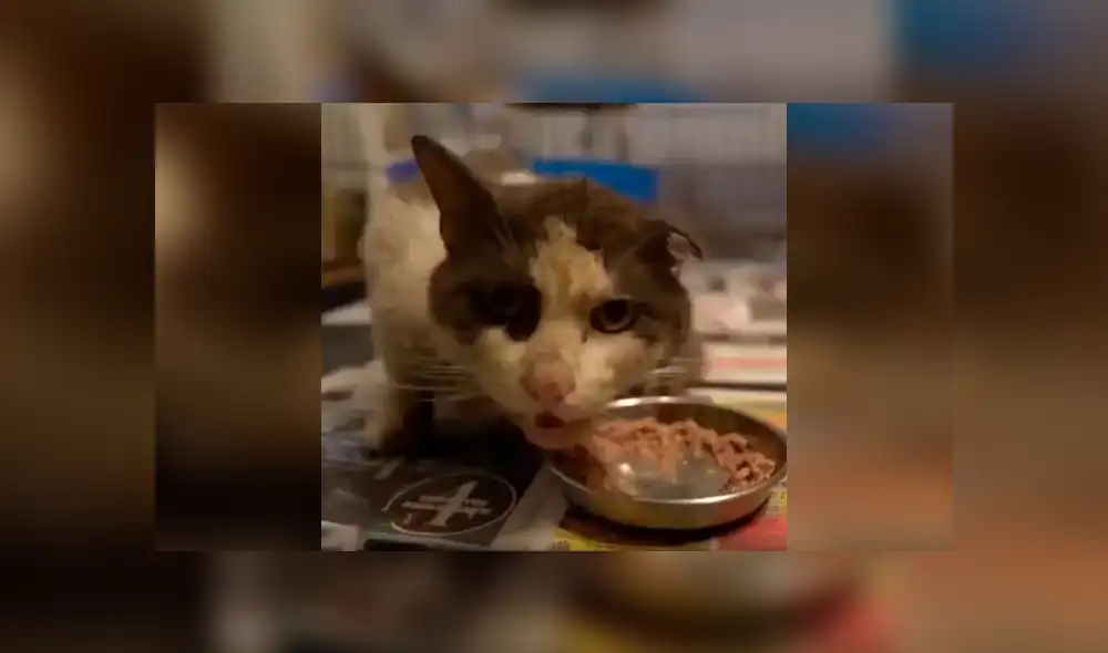 Desliza las imágenes para conocer la conmovedora historia de un gato que fue rescatado de la calle. Foto: Captura. Desliza las imágenes para conocer la conmovedora historia de un gato que fue rescatado de la calle. Foto: Captura.