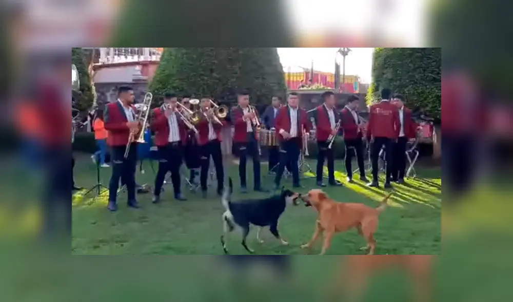 Video es viral en Facebook. Los miembros de esta banda fueron testigos de una pelea de dos perros callejeros y no dudaron en animarla tocando una conocida canción. Foto: Captura. Video es viral en Facebook. Los miembros de esta banda fueron testigos de una pelea de dos perros callejeros y no dudaron en animarla tocando una conocida canción. Foto: Captura.