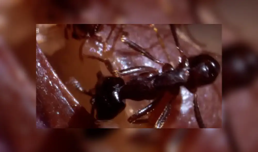 YouTube viral: hormigas carnívoras 'asesinaron' a cangrejo que salió del mar [VIDEO]