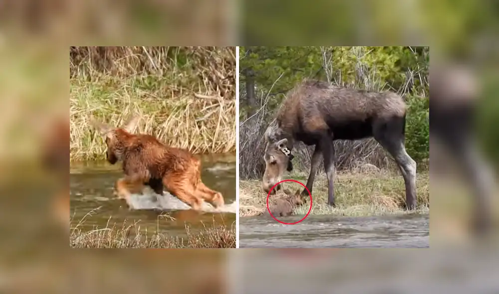 Alce bebé intenta cruzar río, pero su pata se atasca y su madre le da una lección [VIDEO] 