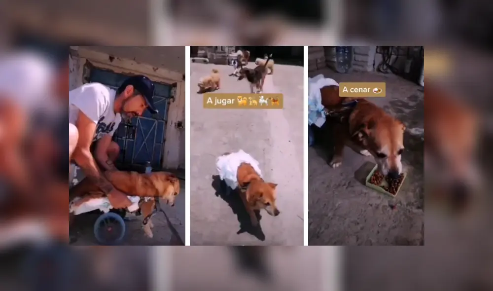 Desliza las imágenes hacia la izquierda para conocer la noble labor de un hombre al ayudar a su perro. Fotocaptura: Facebook.