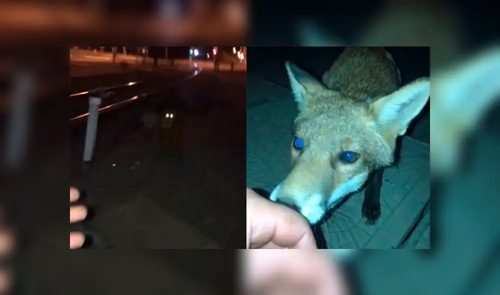 Facebook: joven encuentra a zorro salvaje en la calle, intenta acariciarlo y sufre terrible mordida