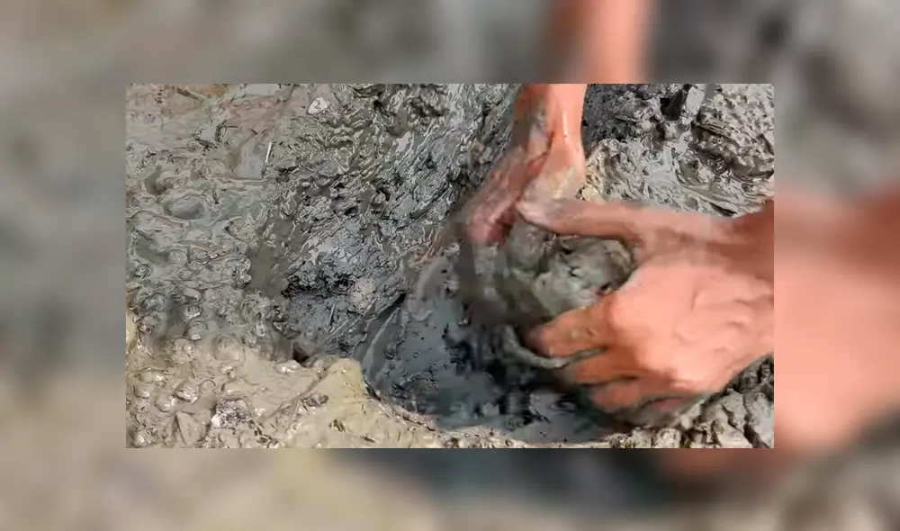 En Facebook se viralizó el misteriosos hallazgo que hizo un chico al encontrar peligrosas criaturas. En Facebook se viralizó el misteriosos hallazgo que hizo un chico al encontrar peligrosas criaturas.