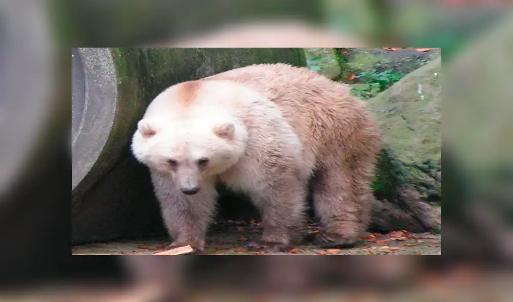 Desliza para ver fotos del oso grolar que sorprendió a todos en Facebook. Foto: Captura.