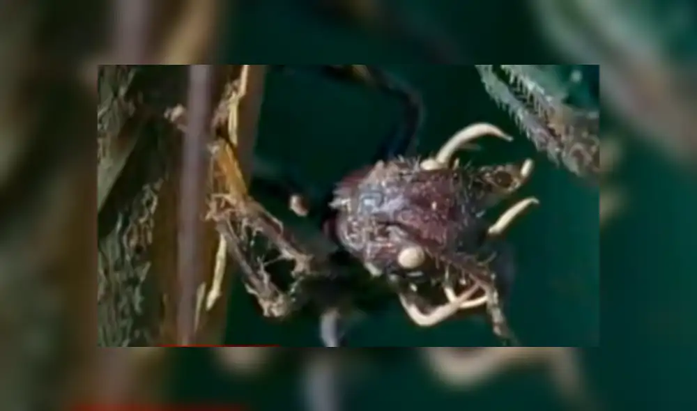 YouTube viral: hongo parásito vuelve 'zombie' a hormiga y todo queda registrado en video