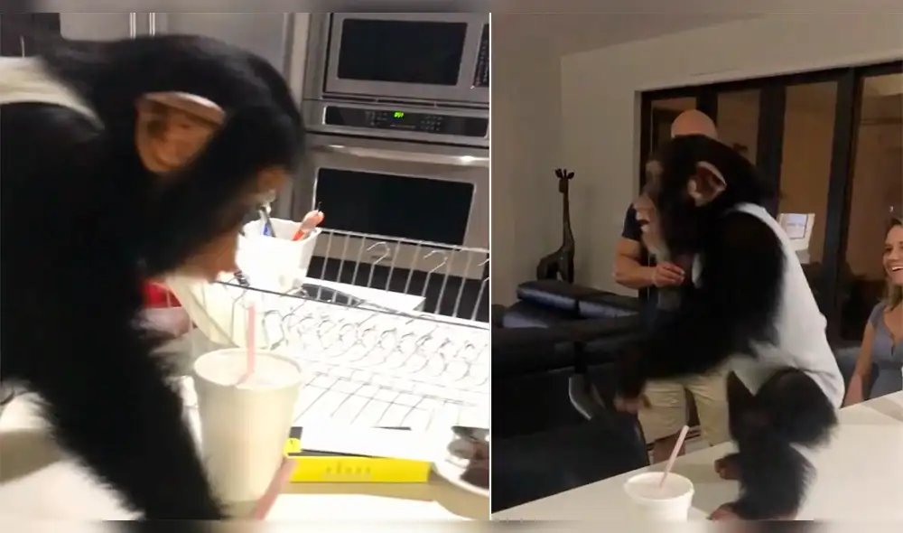 YouTube: chimpancé se reencontró con su criador y escena es conmovedora