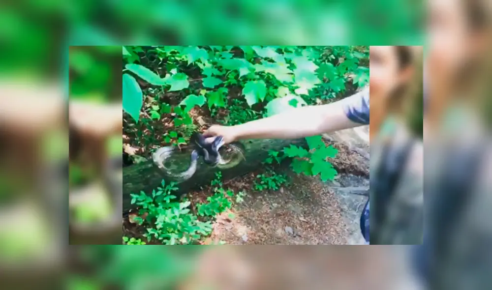 Facebook viral: chica intenta tomarse ‘selfie’ con letal serpiente, sin imaginar inesperada reacción del depredador Facebook viral: chica intenta tomarse ‘selfie’ con letal serpiente, sin imaginar inesperada reacción del depredador