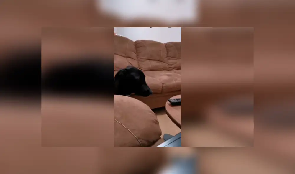 Desliza las imágenes para observar el terrible momento que vivió un perro al no lograr quitarle un pan a su dueña. Foto: Captura. Desliza las imágenes para observar el terrible momento que vivió un perro al no lograr quitarle un pan a su dueña. Foto: Captura.