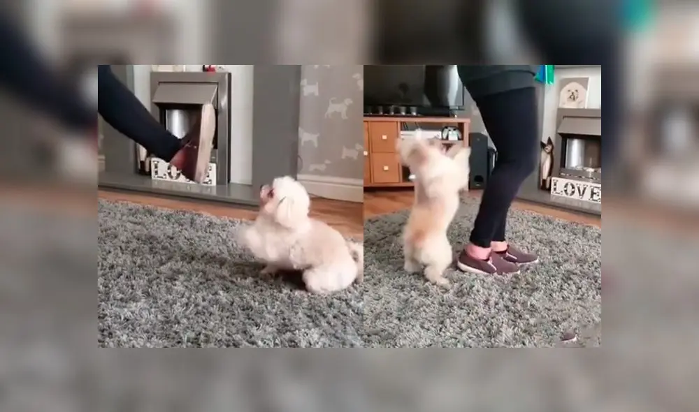 Desliza las imágenes para ver la curiosa escena que protagonizó un perro bebé con su dueña en pleno reto de baile. Foto: thetrickstarsuk Desliza las imágenes para ver la curiosa escena que protagonizó un perro bebé con su dueña en pleno reto de baile. Foto: thetrickstarsuk