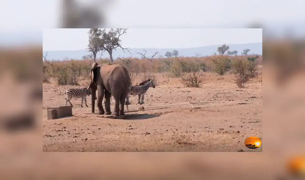 Desliza hacia la izquierda para ver las tierna escena de un elefante protegiendo a un jabalí bebé. Video viral de Facebook. Desliza hacia la izquierda para ver las tierna escena de un elefante protegiendo a un jabalí bebé. Video viral de Facebook.