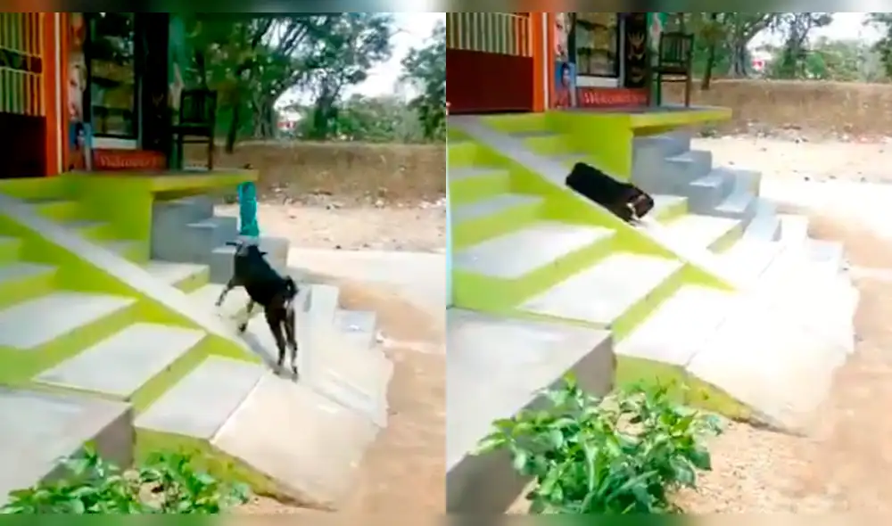 YouTube: cabrita encuentra peculiar forma para divertirse, video enternece las redes [VIDEO] 