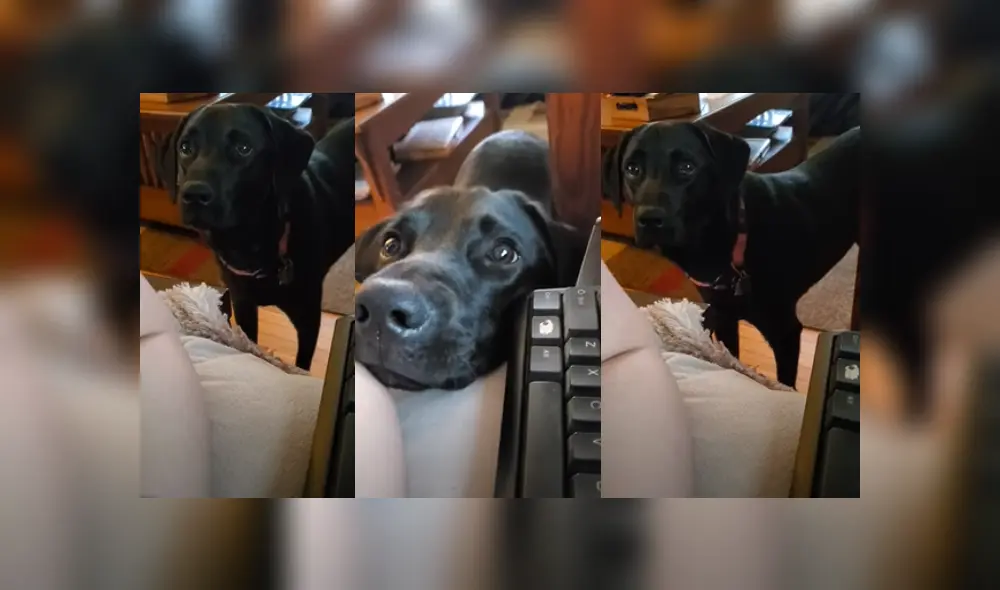 Desliza a la izquierda para ver más fotografías de la tierna reacción del perro tras ser rechazado por su dueña.