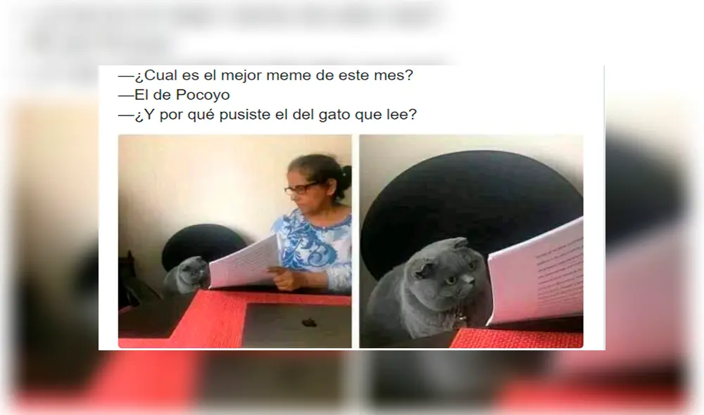 ¿Por qué pusiste? ¿Por qué pusiste?