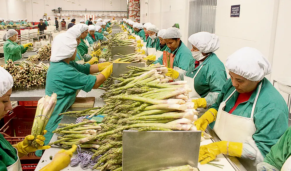 trabajadores sector agrario agroindustria trabajadores sector agrario agroindustria