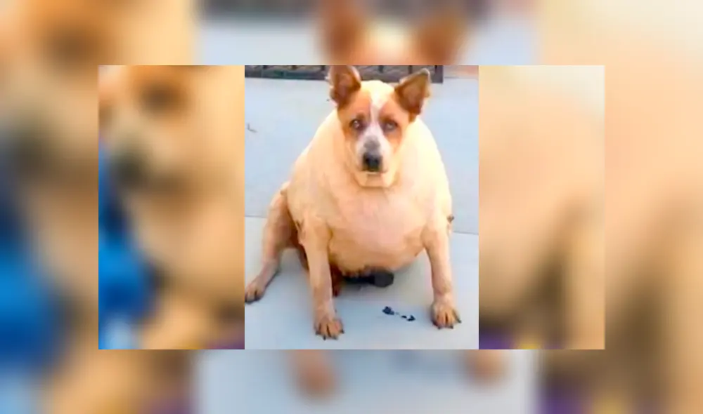 Facebook viral: perro fue abandonado por su sobrepeso, una mujer lo adopta y luego de meses luce así Facebook viral: perro fue abandonado por su sobrepeso, una mujer lo adopta y luego de meses luce así