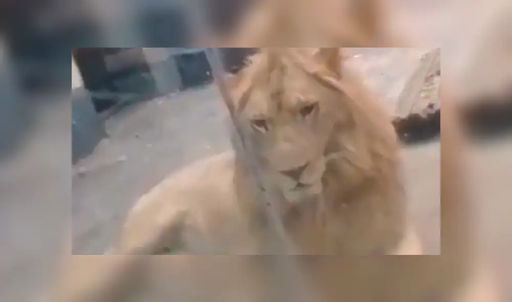 El 'rey de la selva' quiso demostrarle su amor a una leona, pero quedó en ridículo. Foto: captura